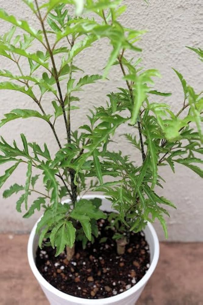 Amazon｜観葉植物 ポリシャス (タイワンモミジ) 7号サイズ｜観葉植物